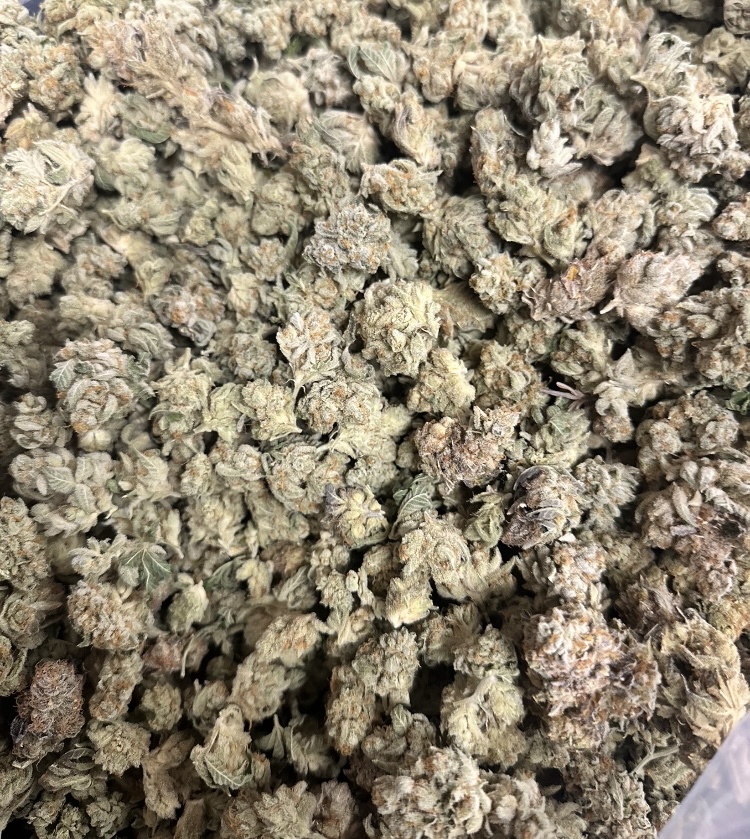 Photograph of product: Mandarin Cookies | Fresh Canna - 1g