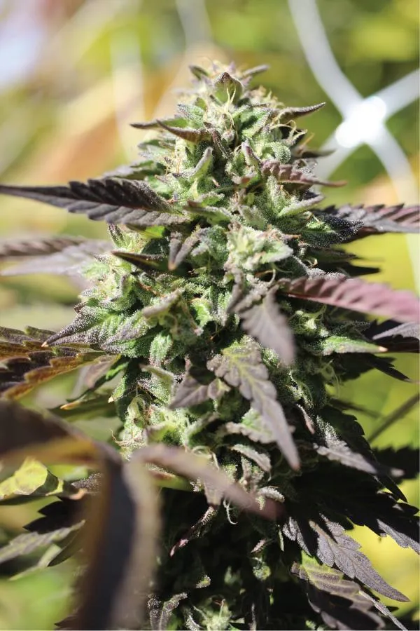 Photograph of product: Humboldt Seed Co - Chunkadelic Autoflower 5pk