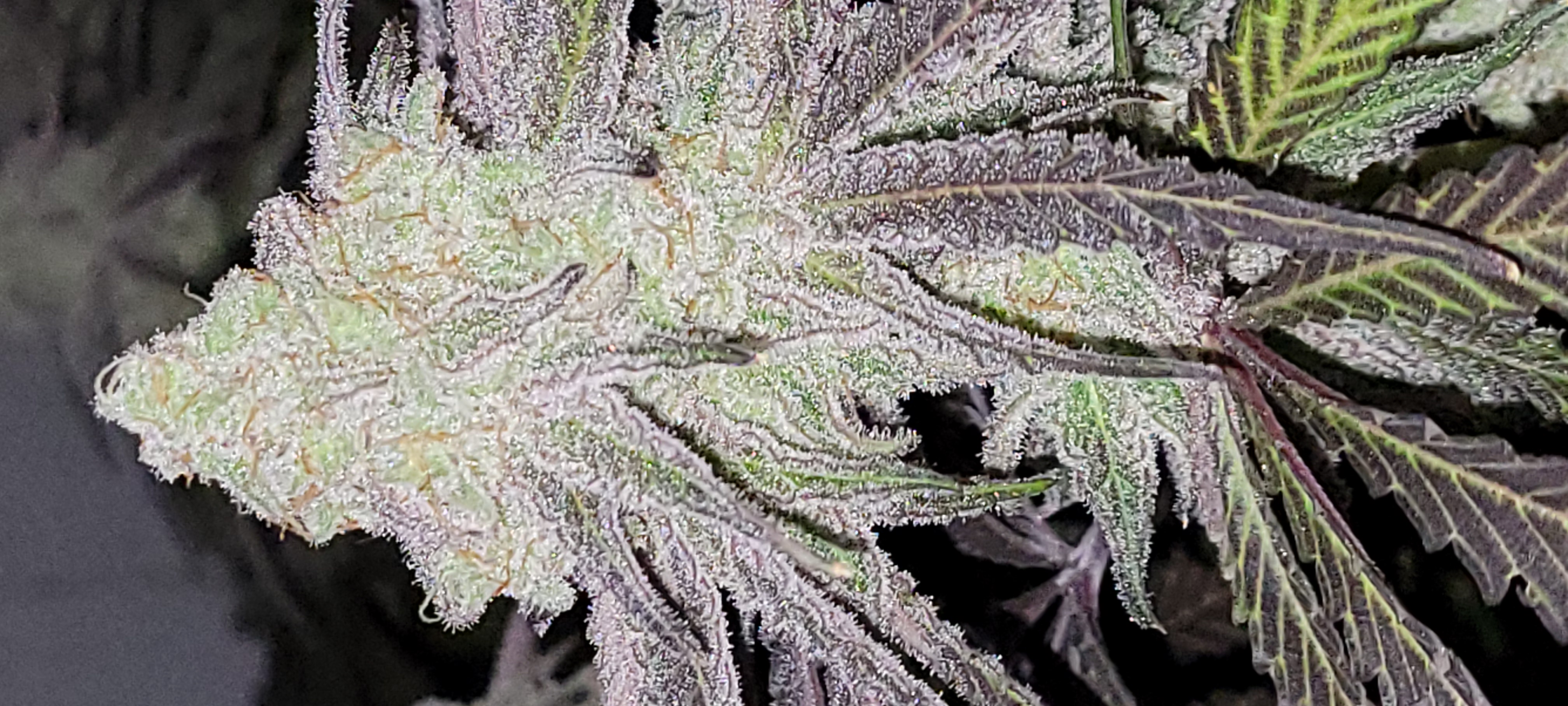 Photograph of product: MAC | Bulk flower - 28g