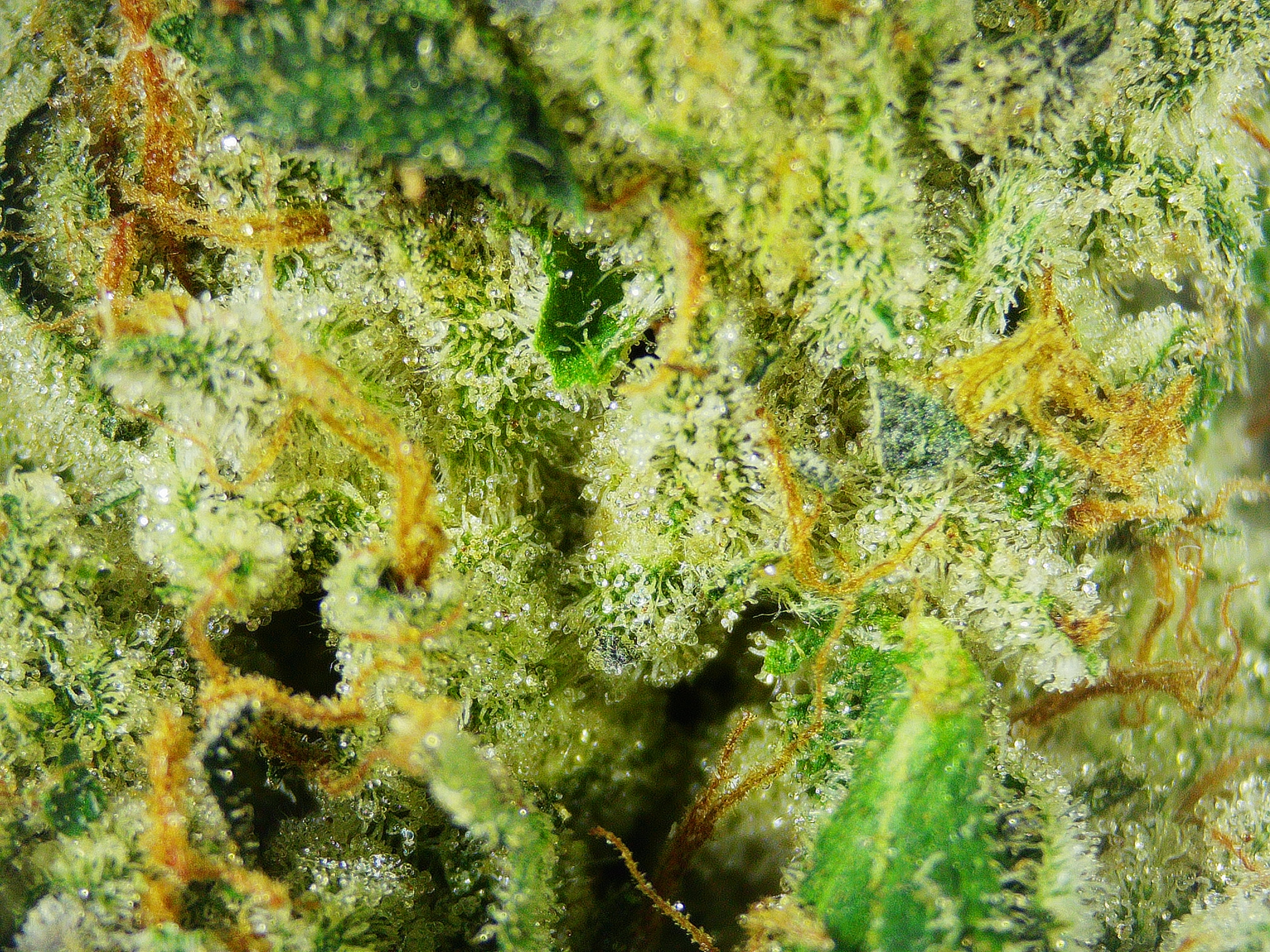 Photograph of product: High Altitude Oui'd Sour Gelator BULK Flower - 1g