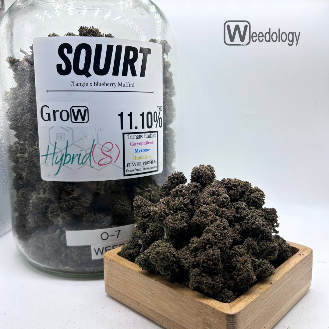 Photograph of product: Squirt (S-H) - 28g