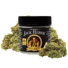 Photograph of product: The Original Jack Herer Select (Oui'd) 3.5 - 3.5g