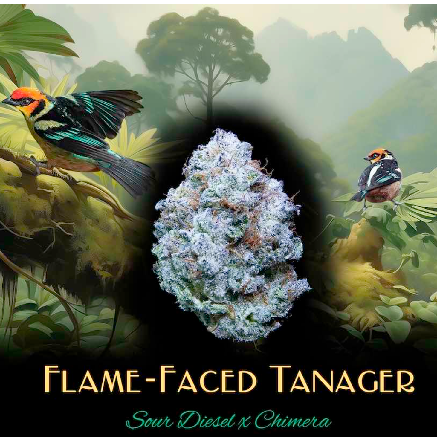 Photograph of product: Deaux - Flame-Faced Tanager (S) - Flower - 1g
