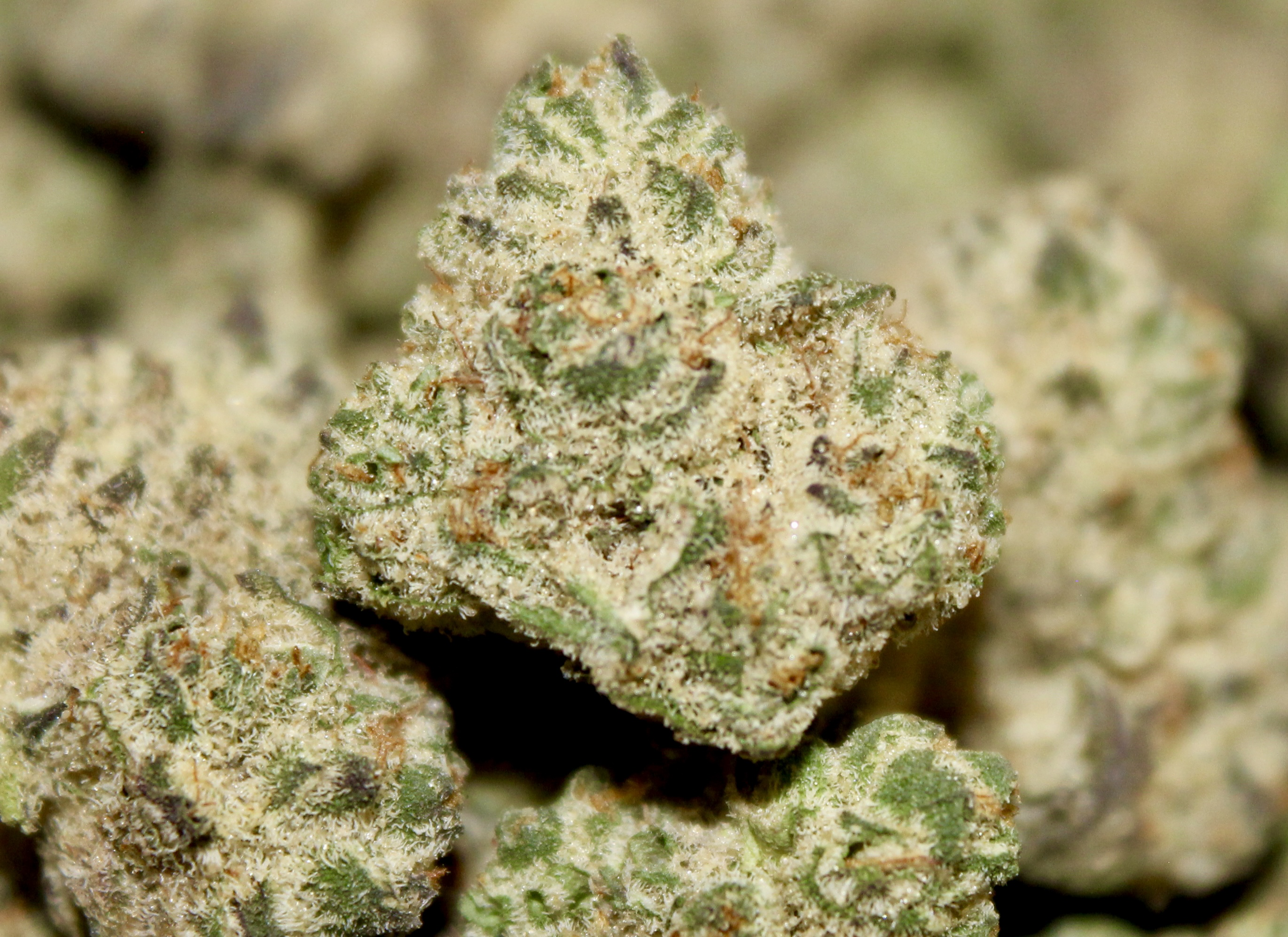 Photograph of product: Widow Fighter (I)