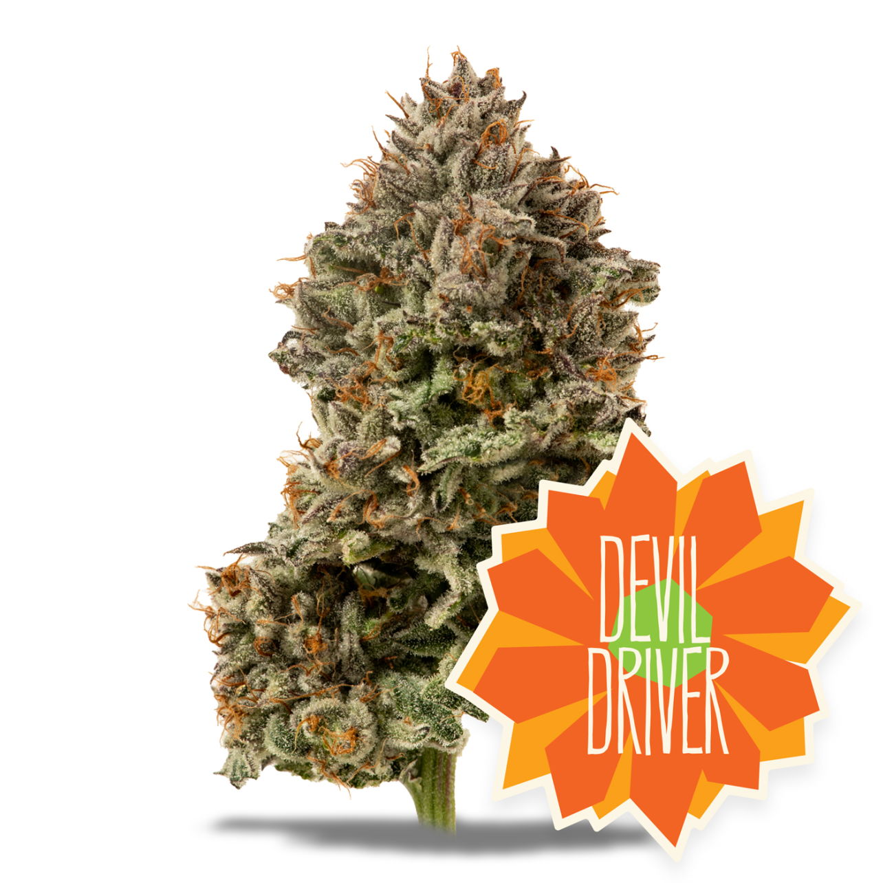 Photograph of product: Devil Driver - 3.5g