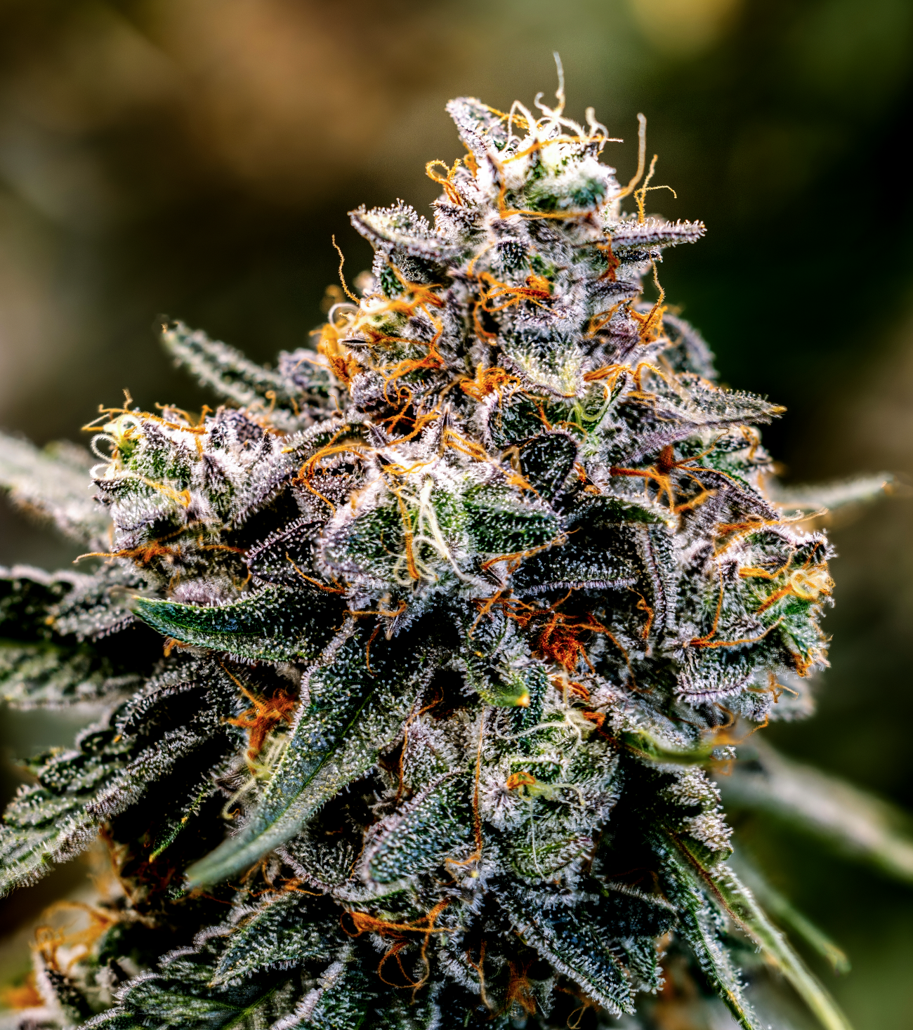 Photograph of product: Dirt Snake - 3.5g