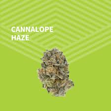 Photograph of product: Cannalope Haze Whole Flower - 7g