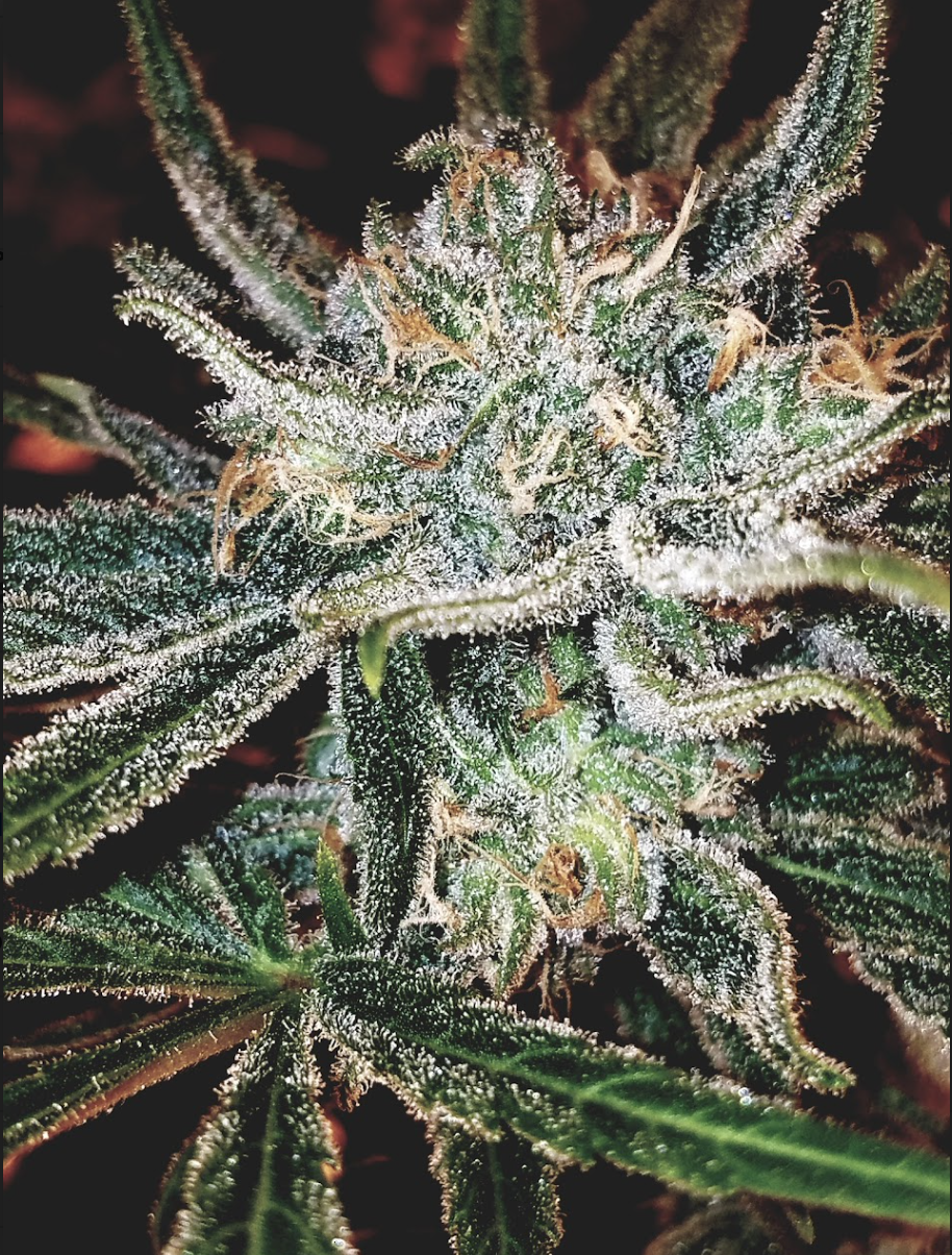 Photograph of product: Blue Dream 1/8 Prepack - 28g