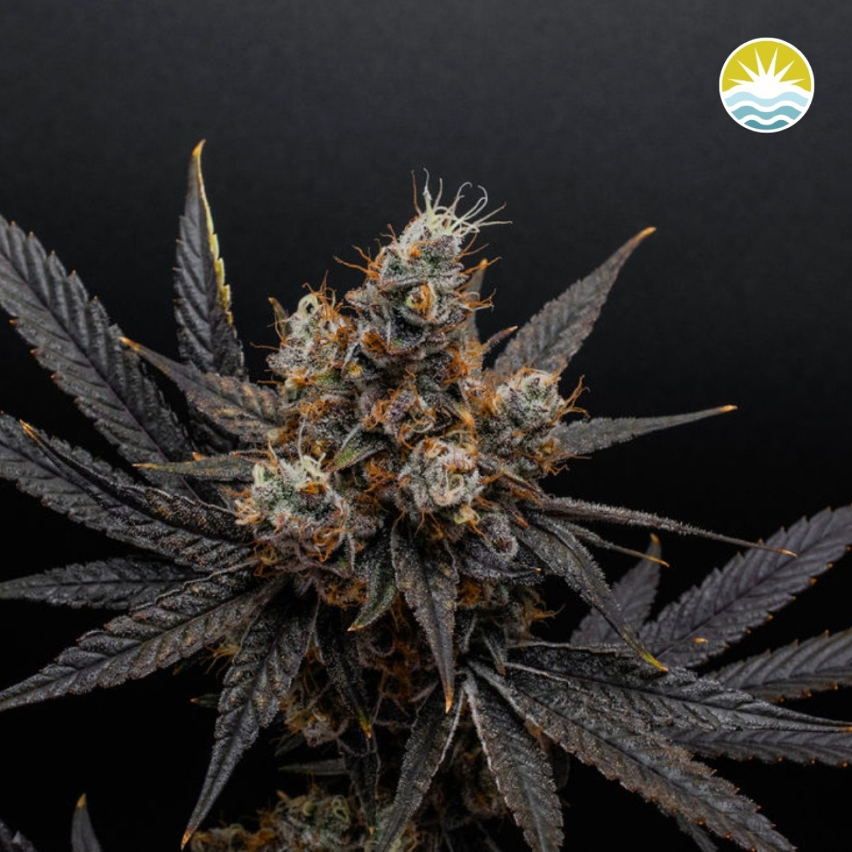 Photograph of product: Jomo - 3.5g