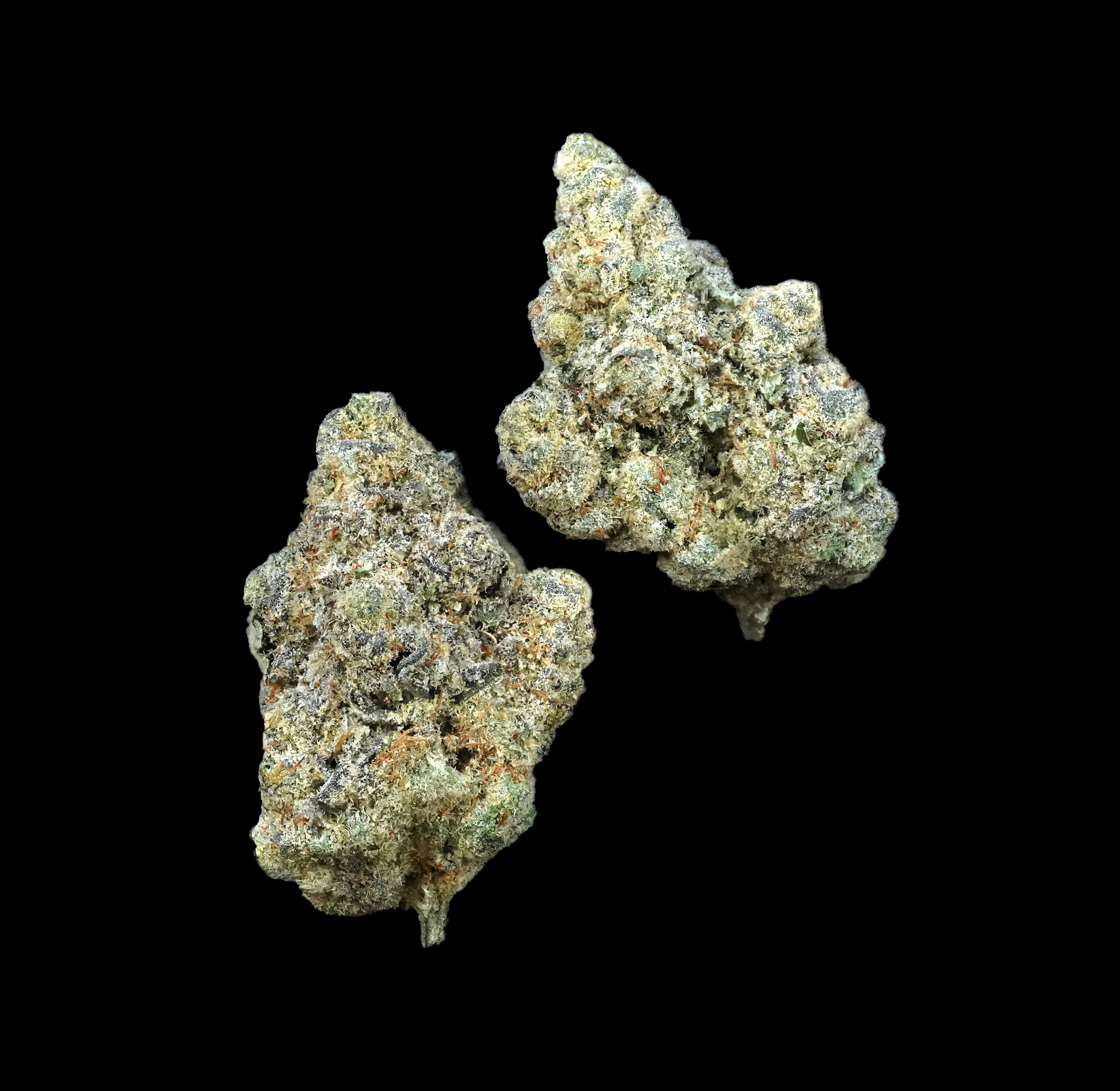 Photograph of product: (BULK) Animal Tsunami - Hybrid - 28g