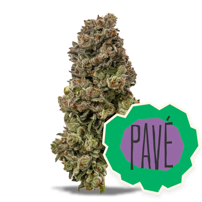 Photograph of product: District Oui'd | Pav | Flower | 3.5g
