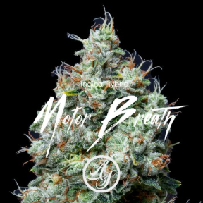 Photograph of product: DC's Finest: Motorbreath 3.5G Prepackaged Flower (H)