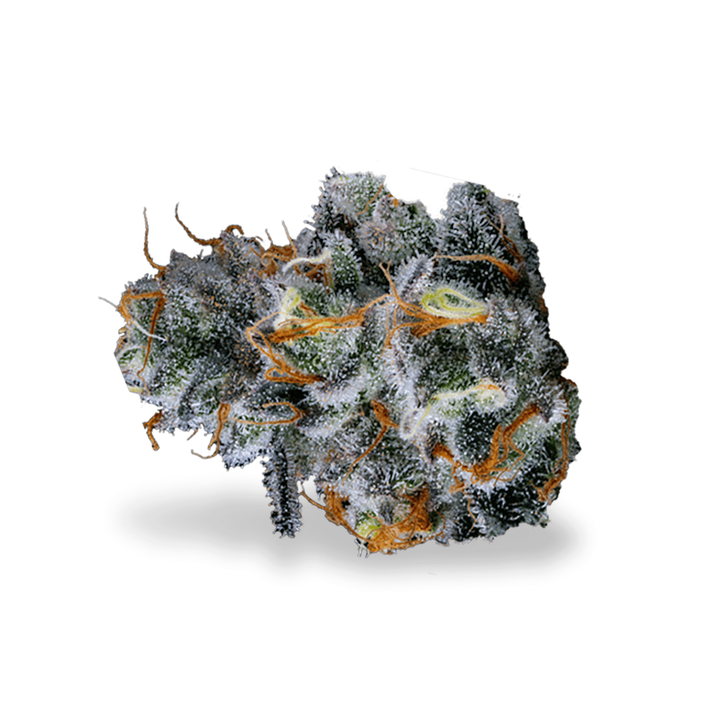 Photograph of Product: Sira Naturals Sherbert Sundae (H) Popcorn Buds 3.5g