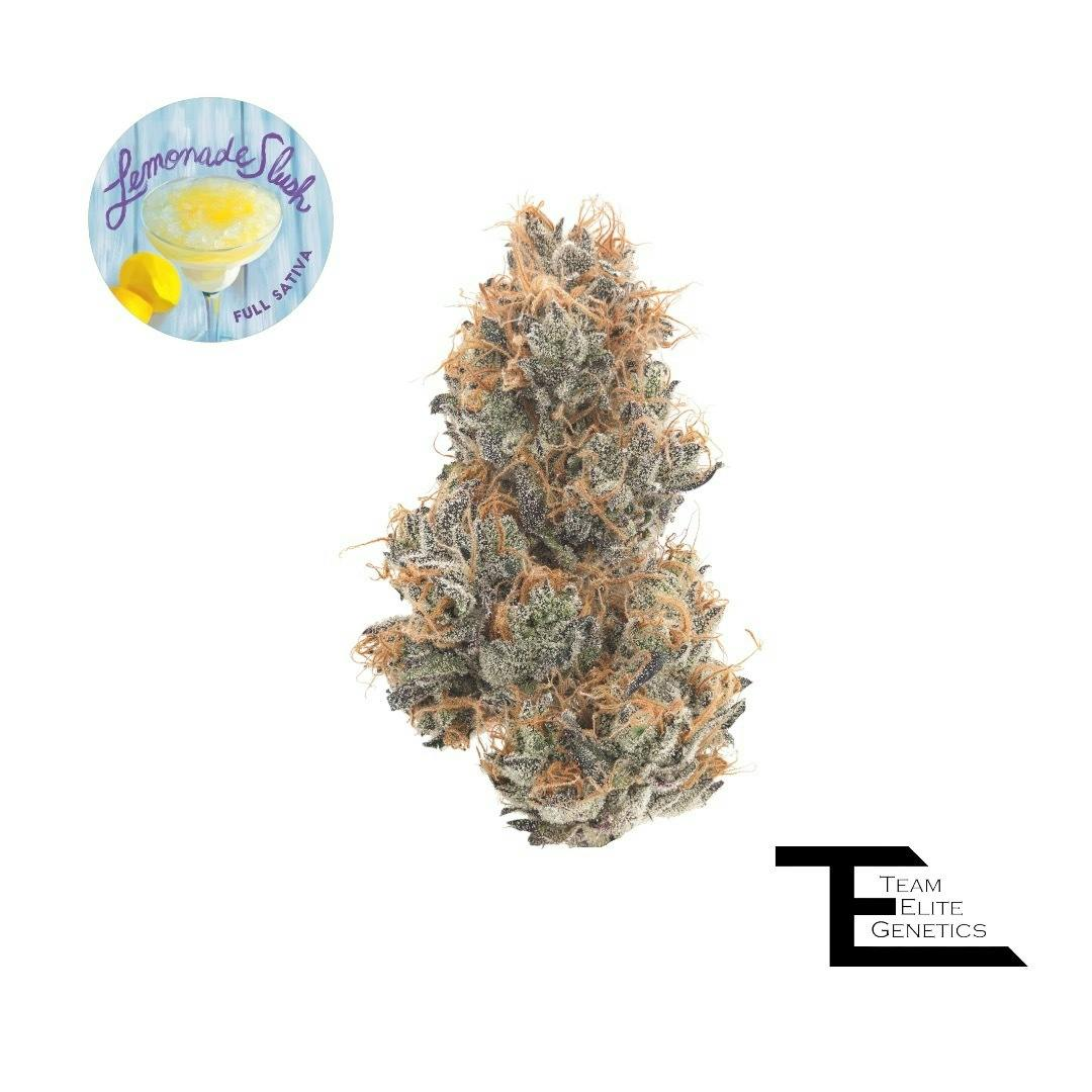 Photograph of product: Team Elite Genetics - Lemonade Slush (Oui'd) Premium Flower - 3.5g