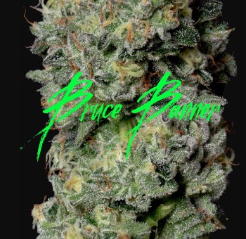 Photograph of product: Bruce Banner - 3.5g