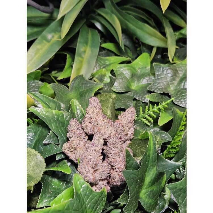 Photograph of product: Sherbet Cream Cake - Indoor Flower - Earl Baker - Harvested: 1/06/25 - 1g