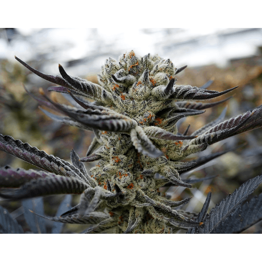 Photograph of product: Oreoz Flower (Organic)
