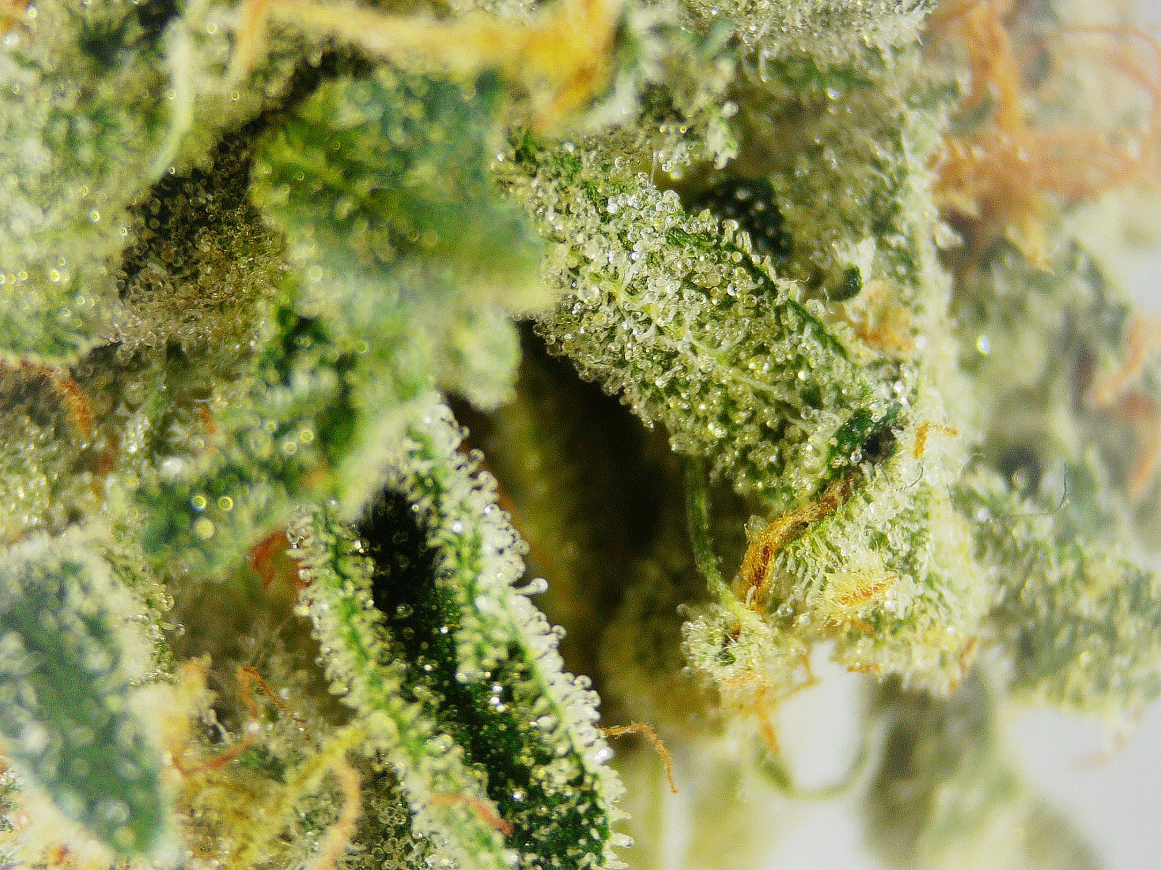 Photograph of Product: WL Whale Breath Pre-Roll