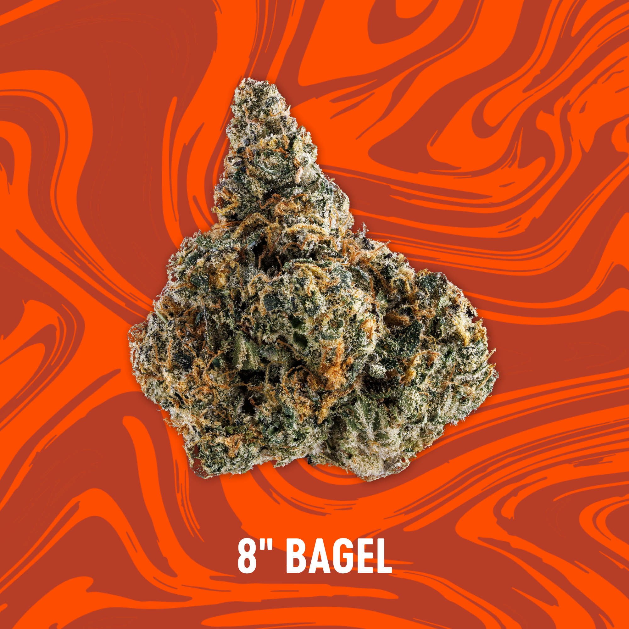 Photograph of product: Vivid - NEW DROP - 8" Bagel - Deli Flower - 84g