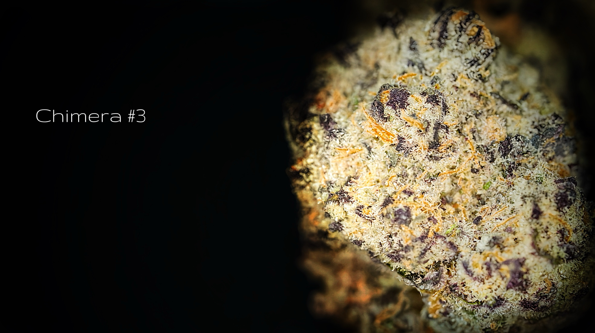 Photograph of product: Chimera #3 Popcorn - 28g