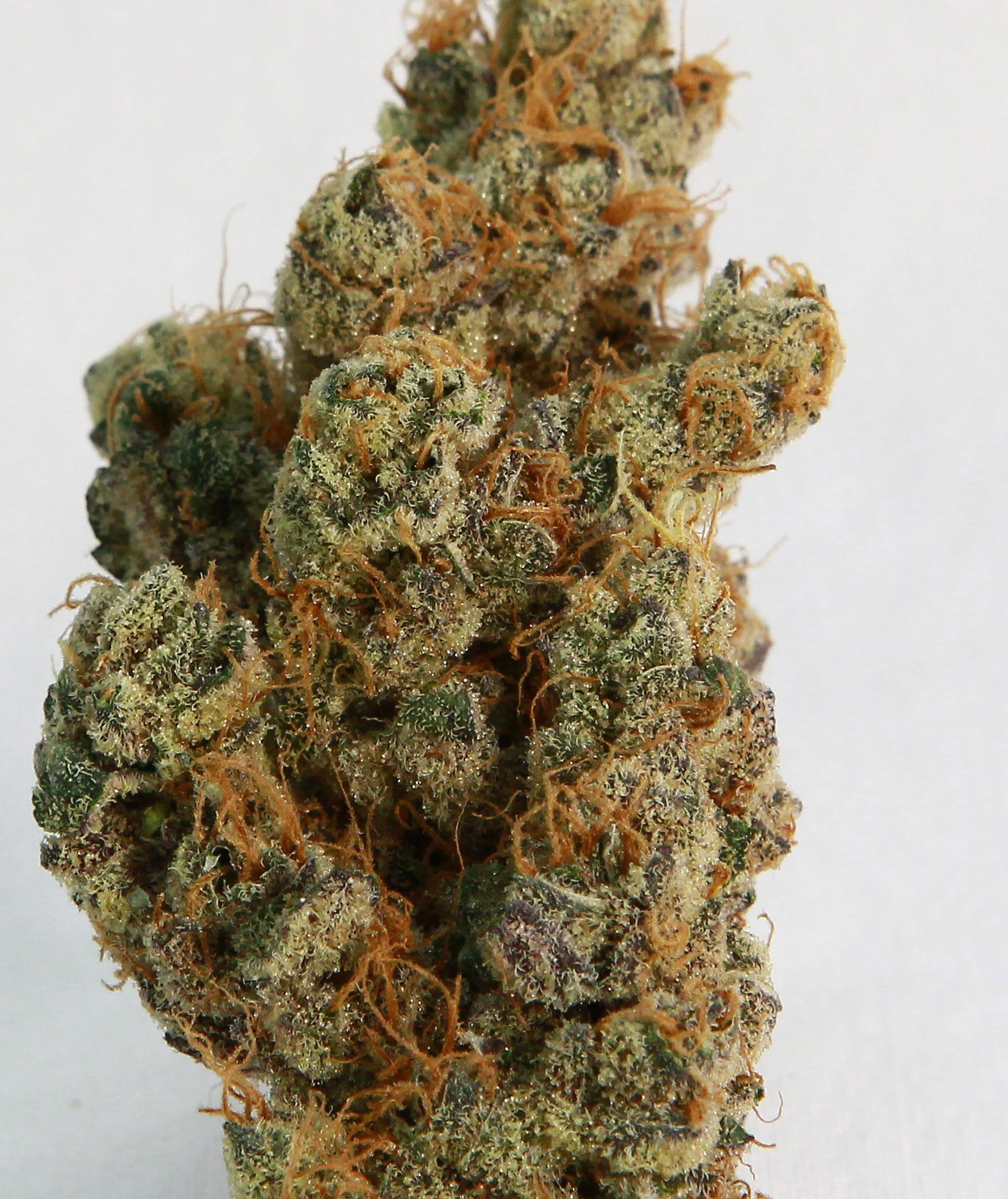 Photograph of Product: Backcountry Botanicals | Cherry Souffle | Bulk Flower - 2g