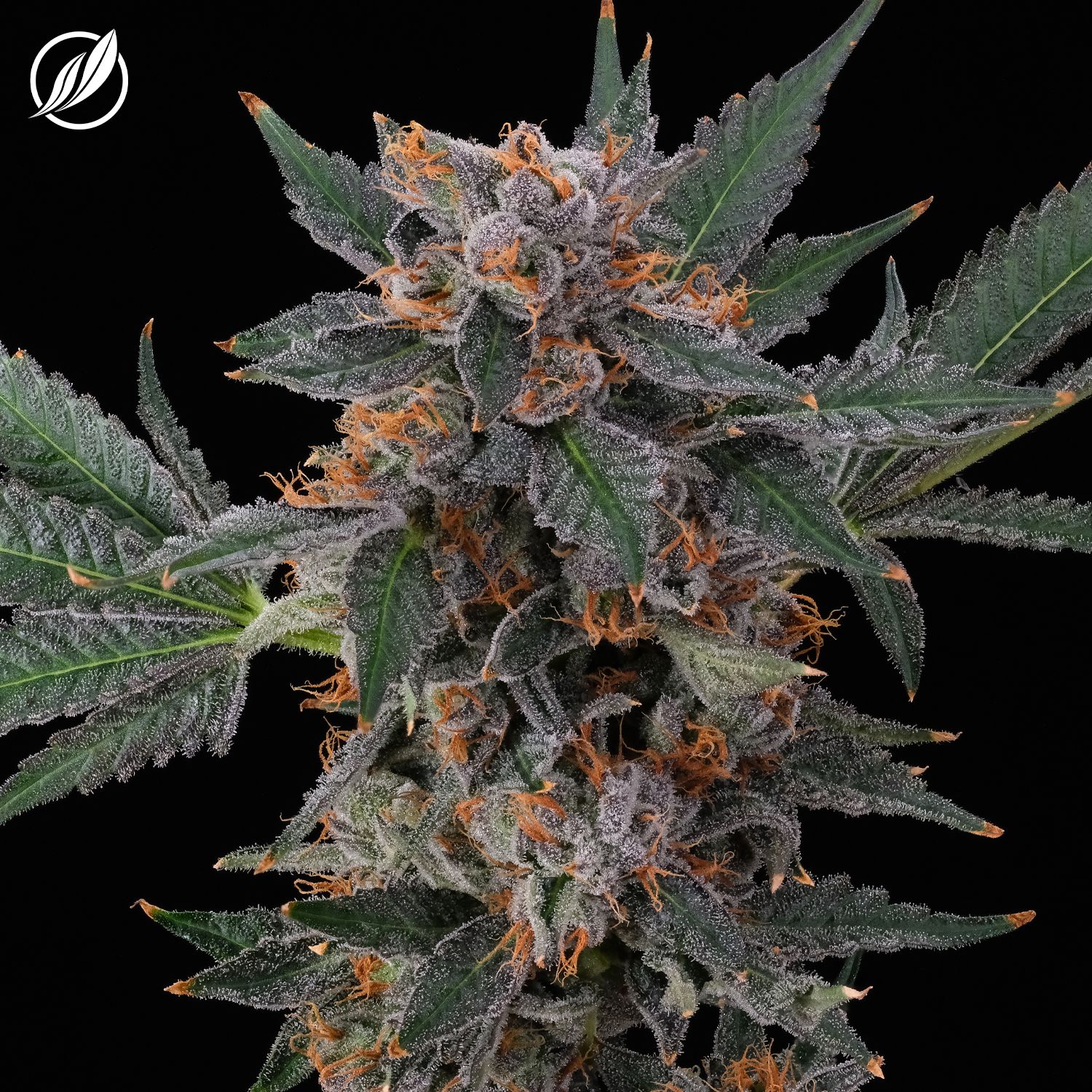Photograph of product: Dos Mendos Flower H 25613 (CTPharma)(AU) - 3.5g