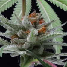 Photograph of product: GOUDA EIGHTH