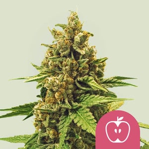 Photograph of product: RQS | Apple Fritters feminized | 3 pk