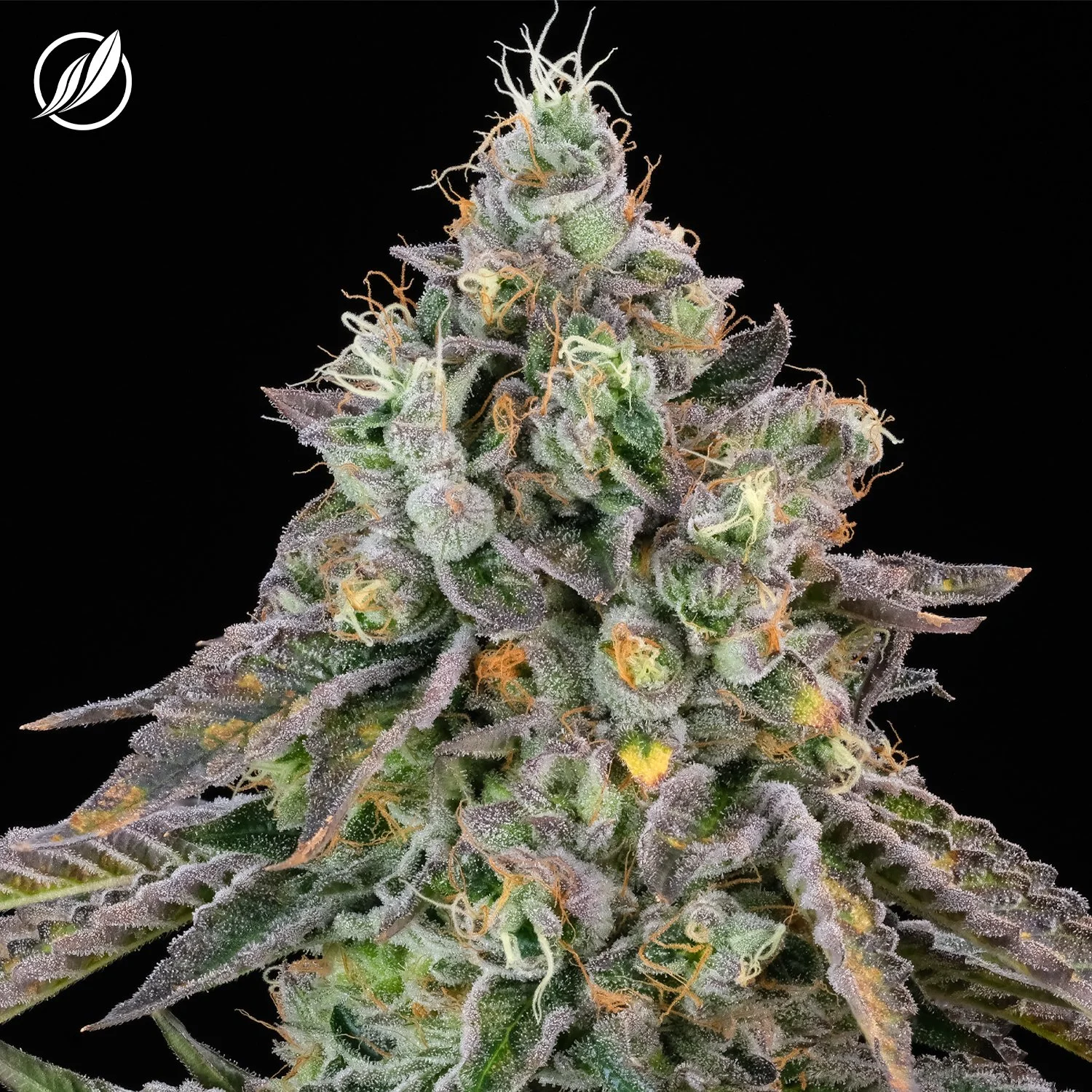 Photograph of product: SAVVY | Dosilato | Flower | 7g