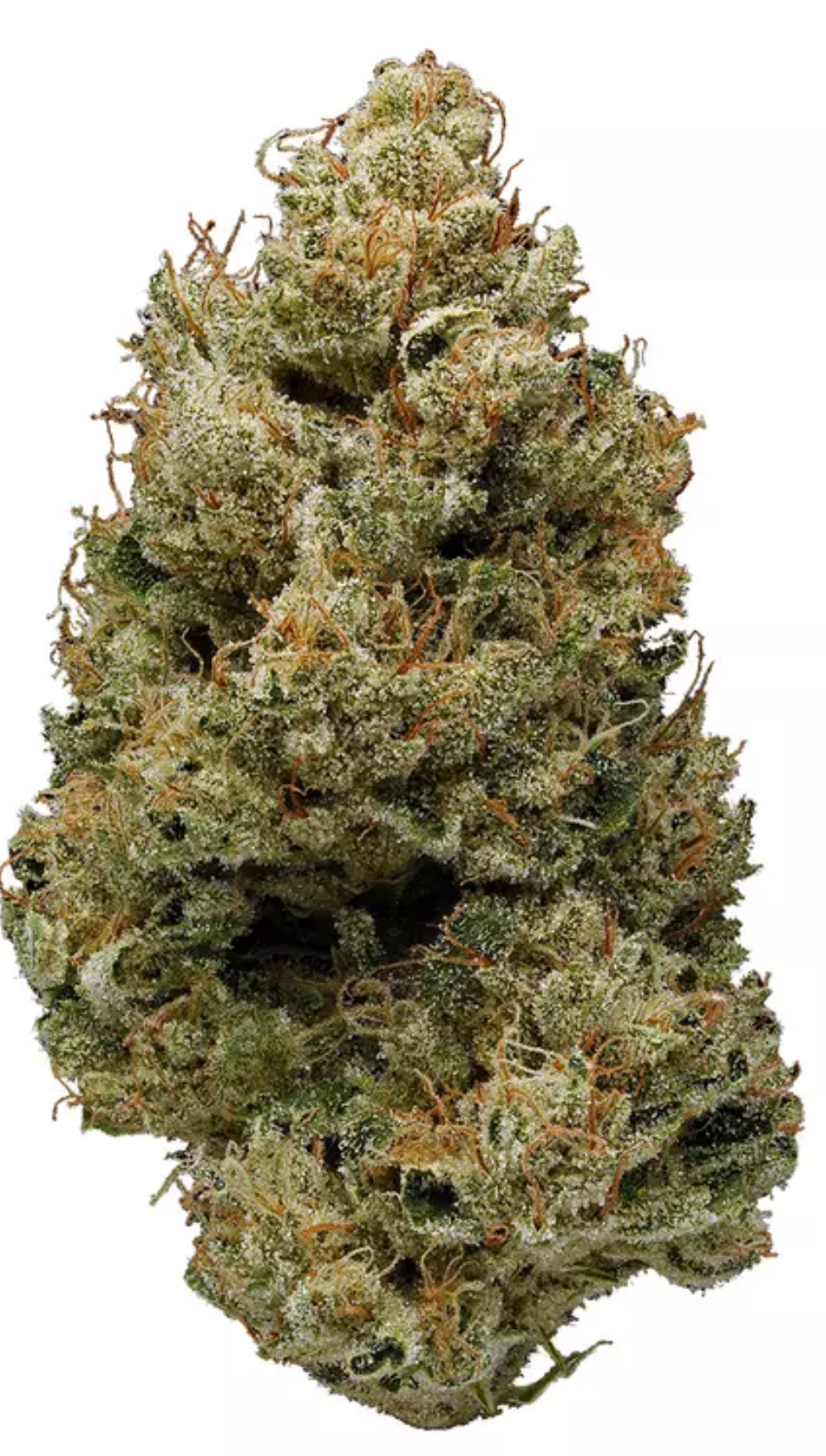 Photograph of product: Pruf Cultivar Banana Bush - 28g