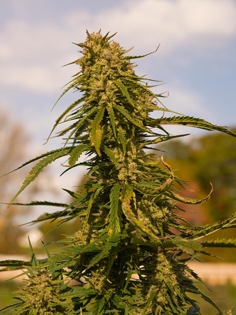 Photograph of product: Seeds - Omaha Jazz - 5pk Feminized - Seed & Soil