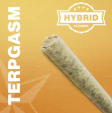 Photograph of product: GREEN MEADOWS | TERPGASM (H)