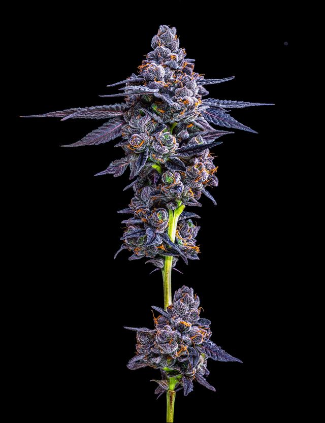 Photograph of product: Apples & Bananas | Infused Pre-Roll | 1.25g