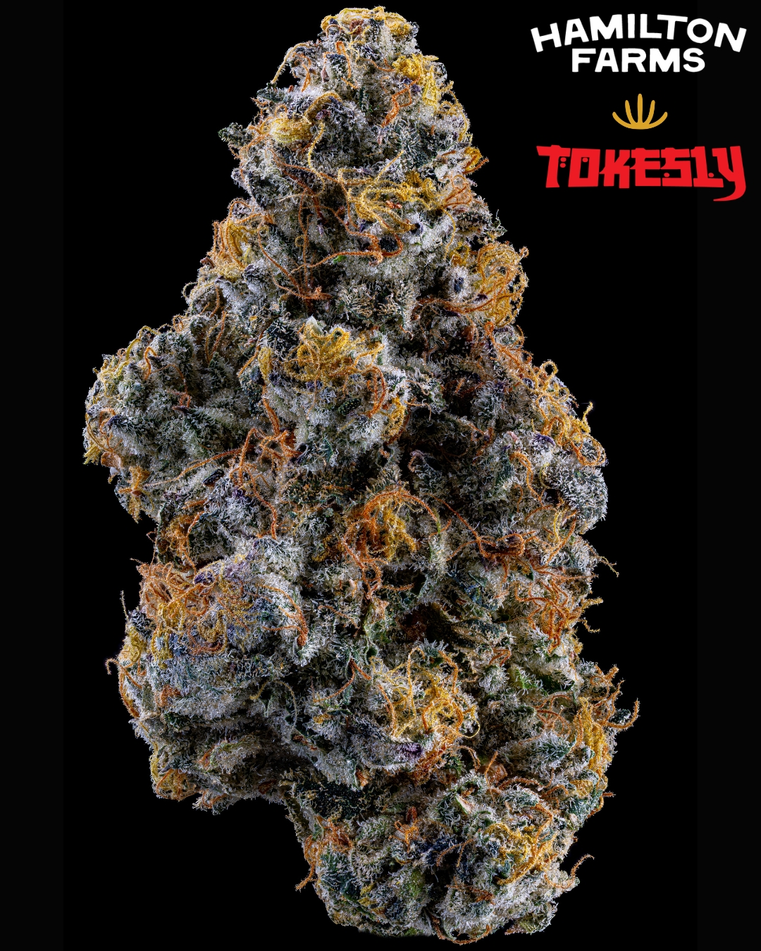 Photograph of product: Flower | Whole Bud | Tokesly x Hamilton Farms | Kush Berry Burger | 3.5g