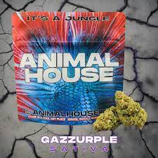 Photograph of product: 735 Animal House - Gazzurple - 3.5g