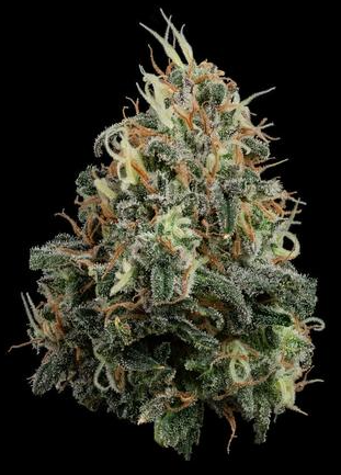 Photograph of product: Papaya Splash Small Flower - 3.5g