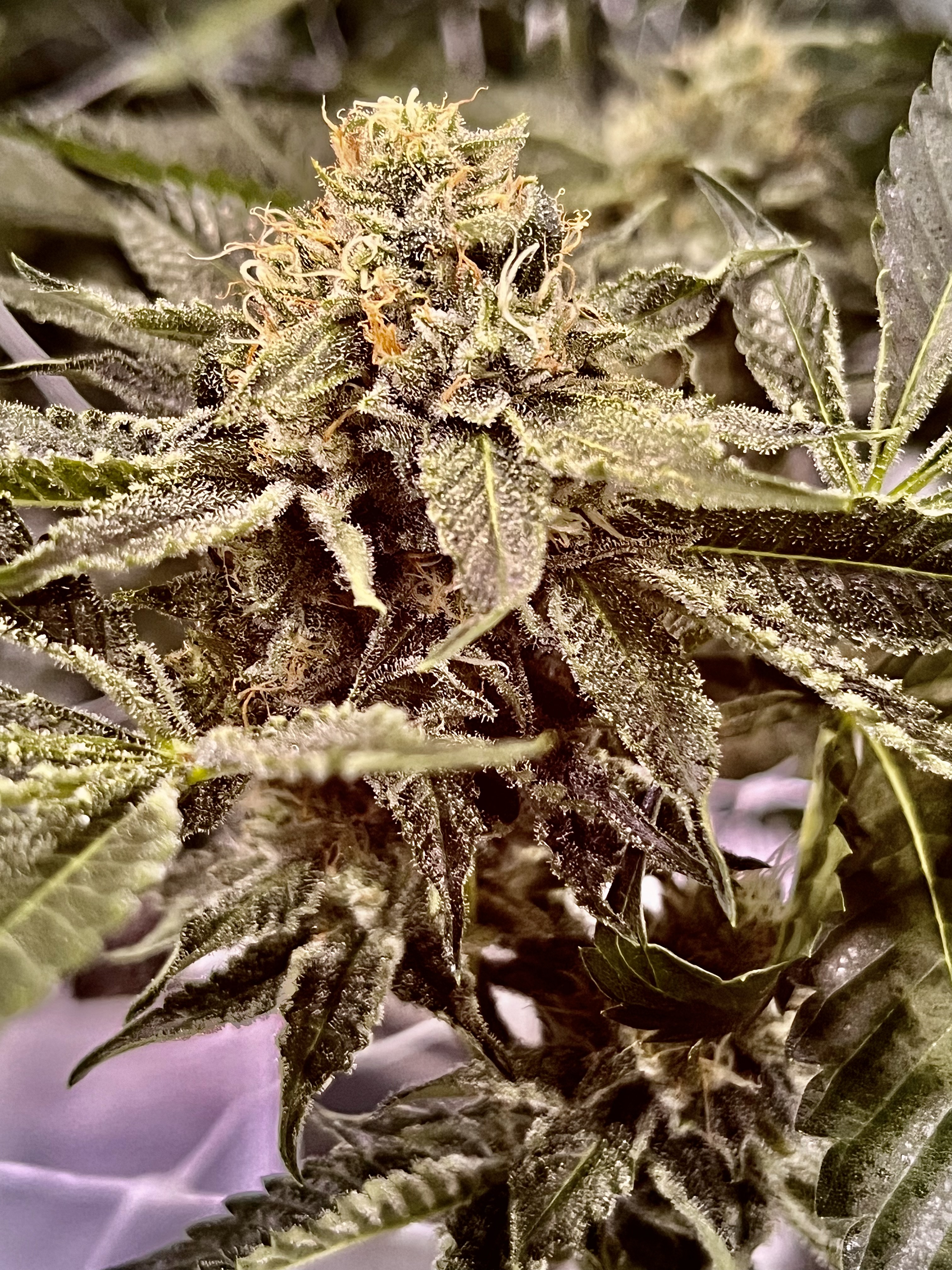 Photograph of product: MPX Select Vic's Tahiti Lime Flower - 3.5g