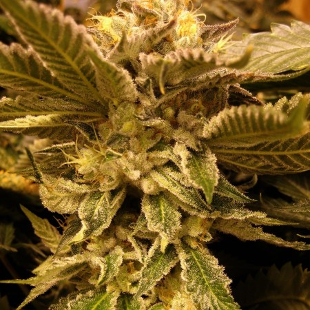 Photograph of product: Napalm 1/8 Prepack - 3.5g