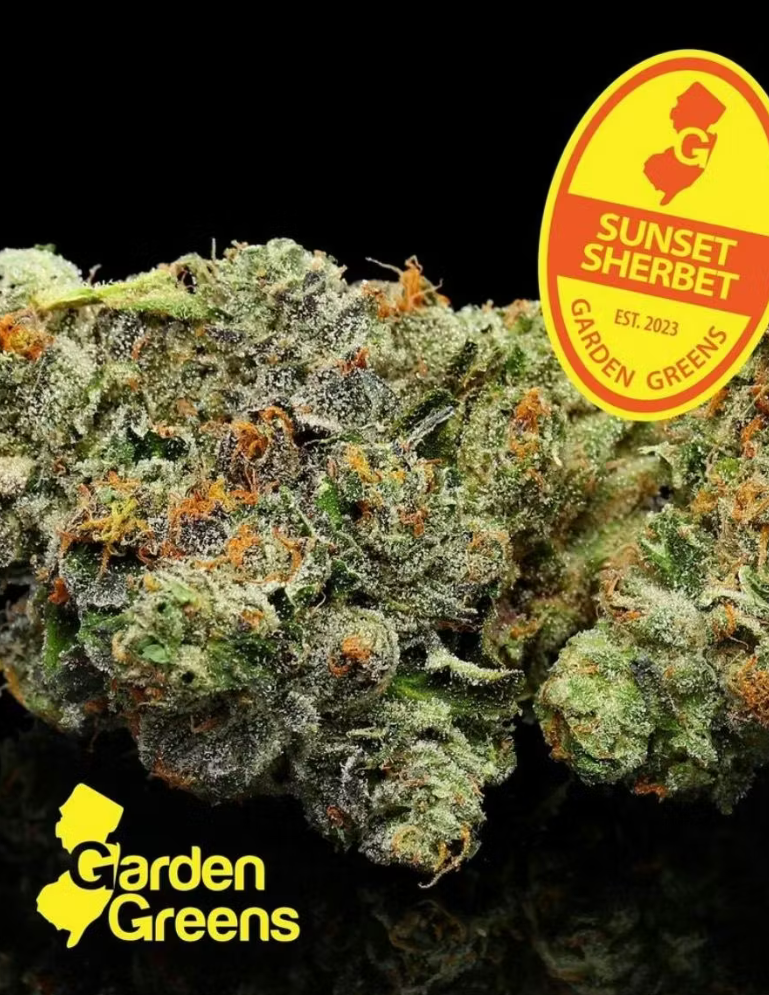 Photograph of product: Garden Greens | Sunset Sherbert Big Bud 3.5g