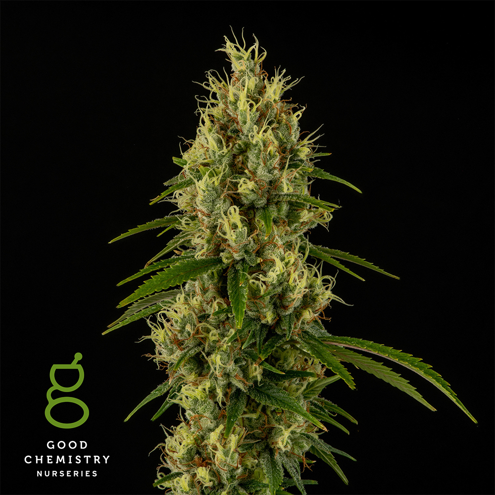 Photograph of product: Hindu Kush - 28g