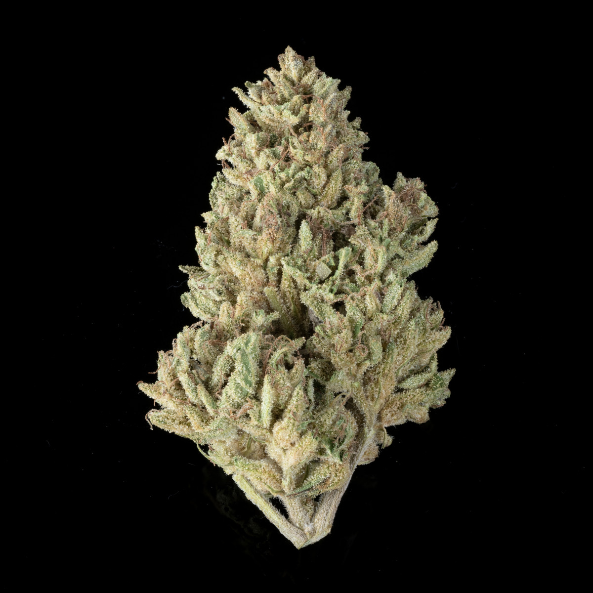 Photograph of product: Small Buds - Island Mountain Headband - 28g