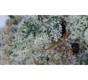 Photograph of product: Lemon Fatman - FLOWER - 28g
