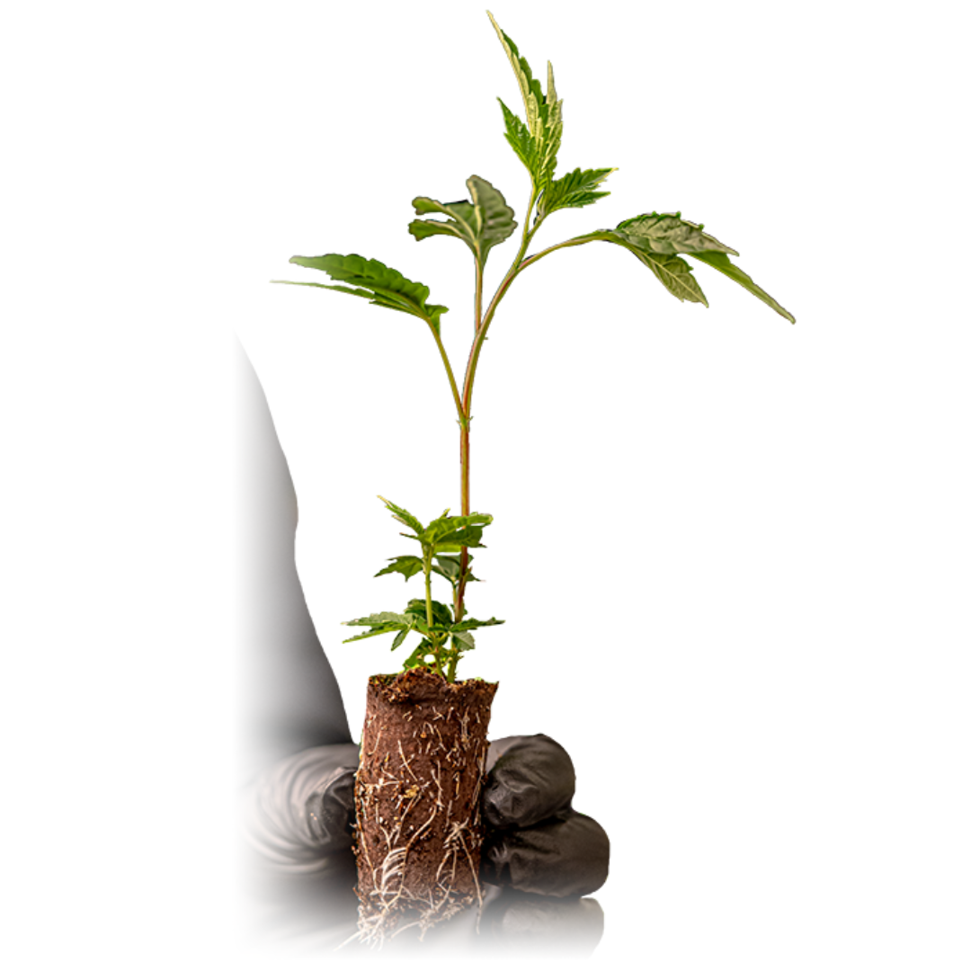 Photograph of product: JEALOUS DRIVER