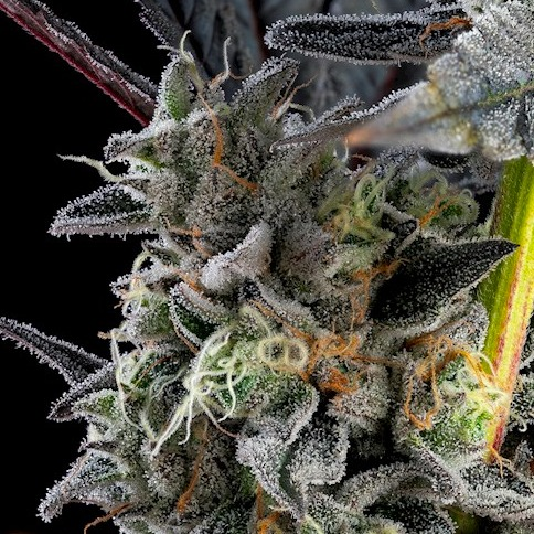 Photograph of product: Lifted Oui'd - Coffee Creamer #12 - 3.5g