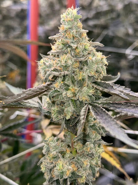 Photograph of product: Flower (Deli-Style) l Coolio | Hybrid l New Lyfe - 14g