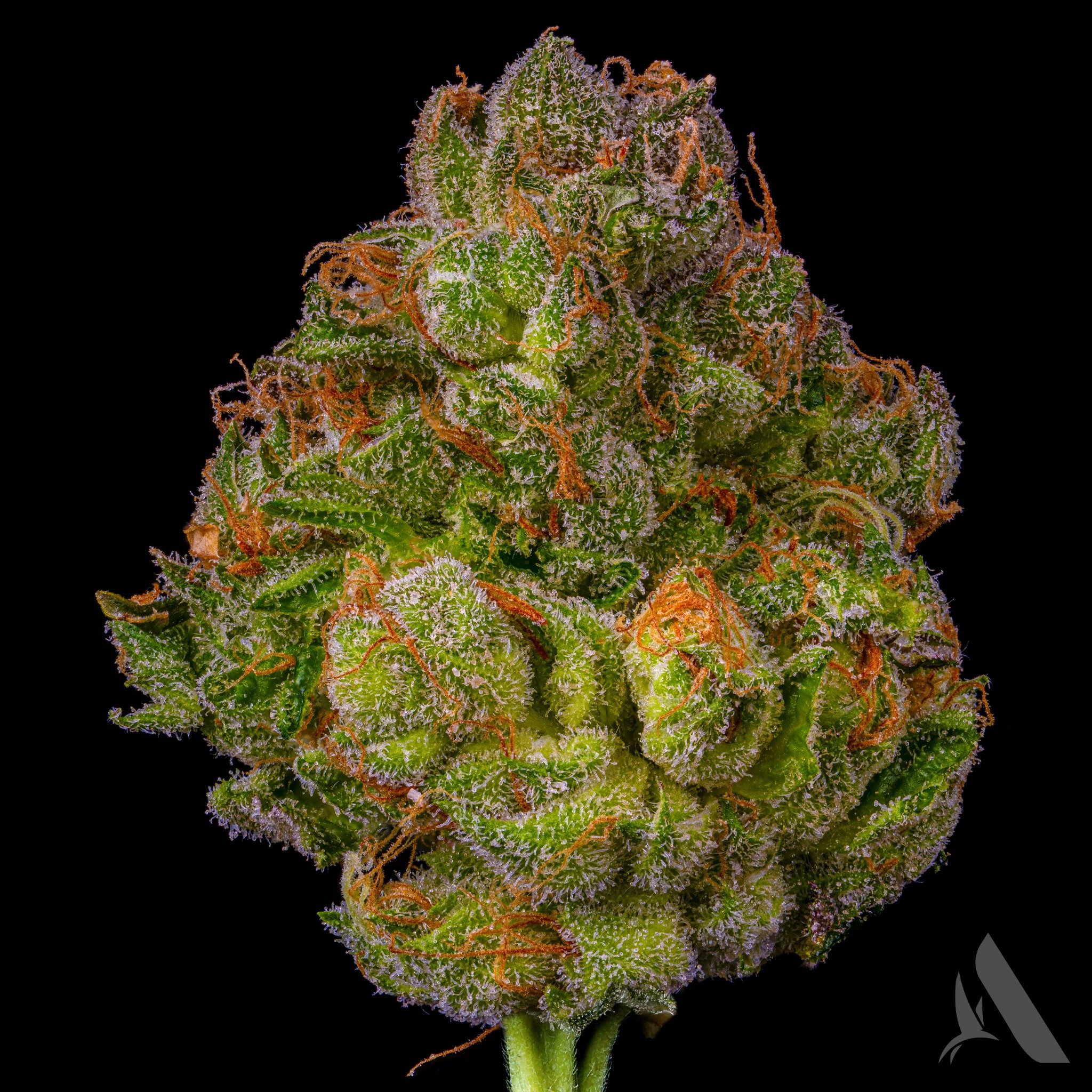 Photograph of product: AFFINITYGROW | GG4 | Flower | 3.5g