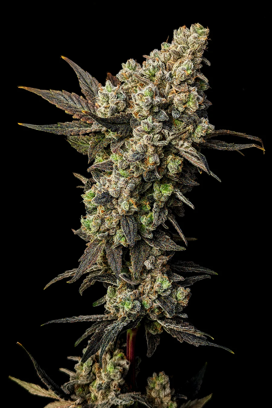 Photograph of product: Lemon Fresh | LaHaze | Bulk Flower - 28g