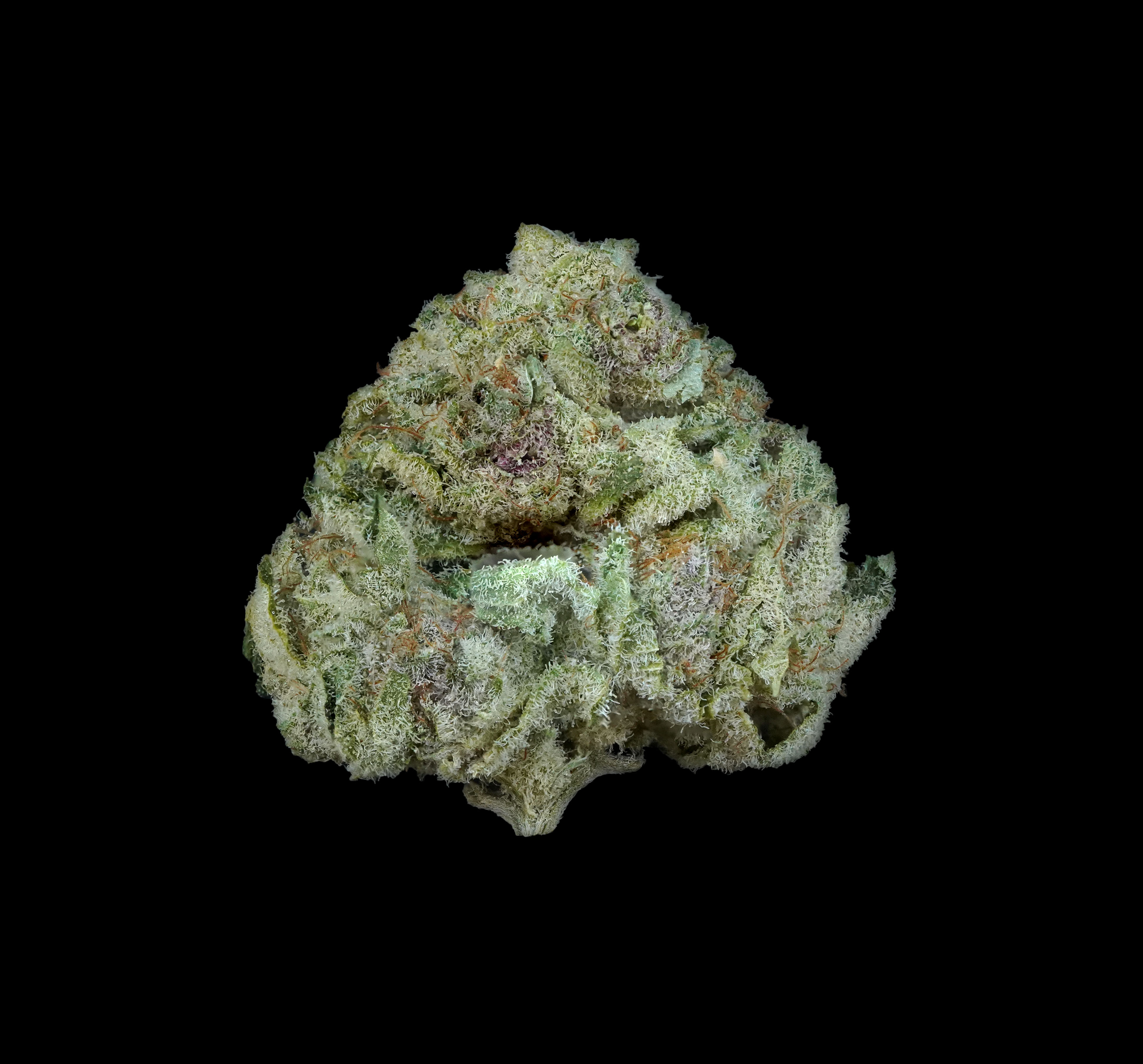 Photograph of product: (BULK) Jungle Rave - Oui'd - 14g