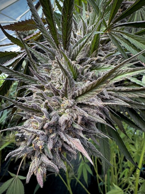 Photograph of product: Northern Lights - 28g