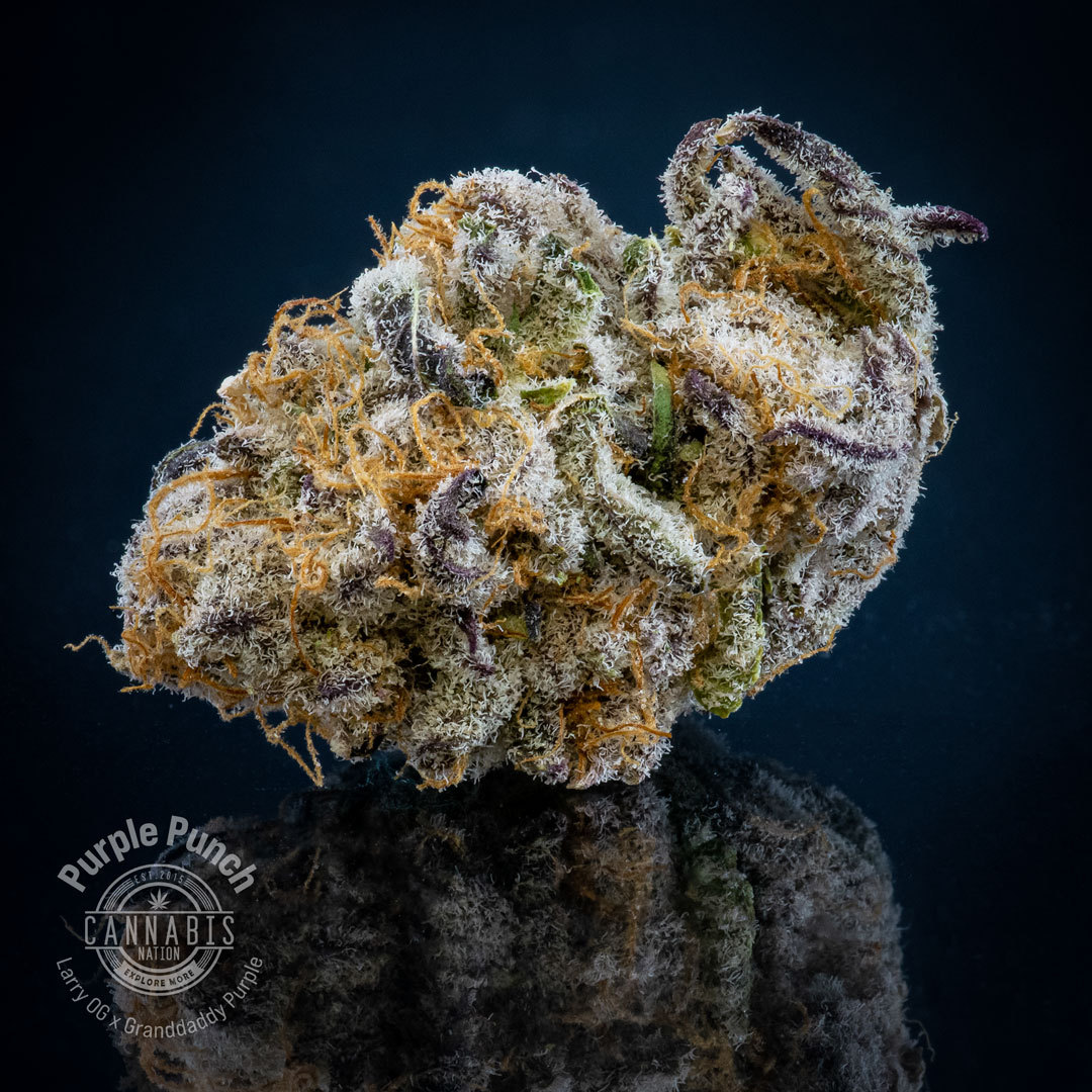 Photograph of product: Flower | Purple Punch - 28g